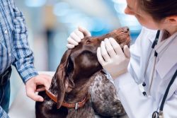 veterinarians